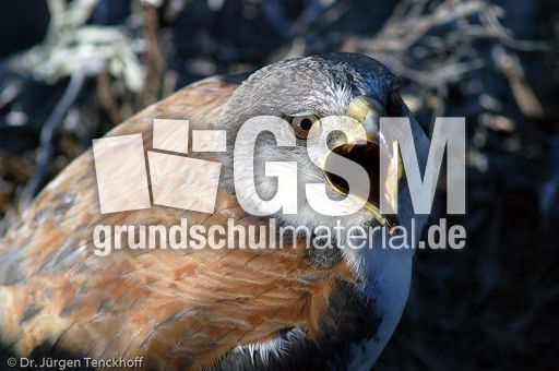 Rotrückenbussard (2 von 19).jpg